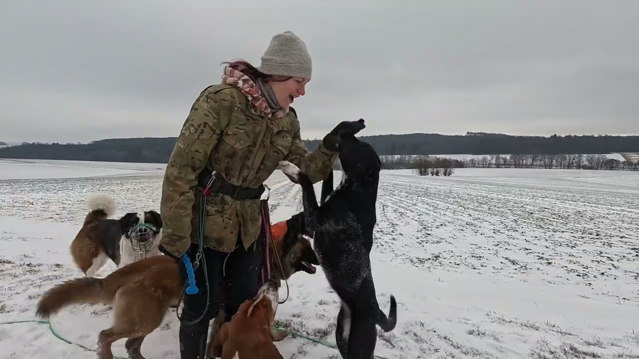 Winterspaziergang mit dem Rudel “Rein in den Schnee!” oder Team “Lieber auf der warmen Couch”? 😉