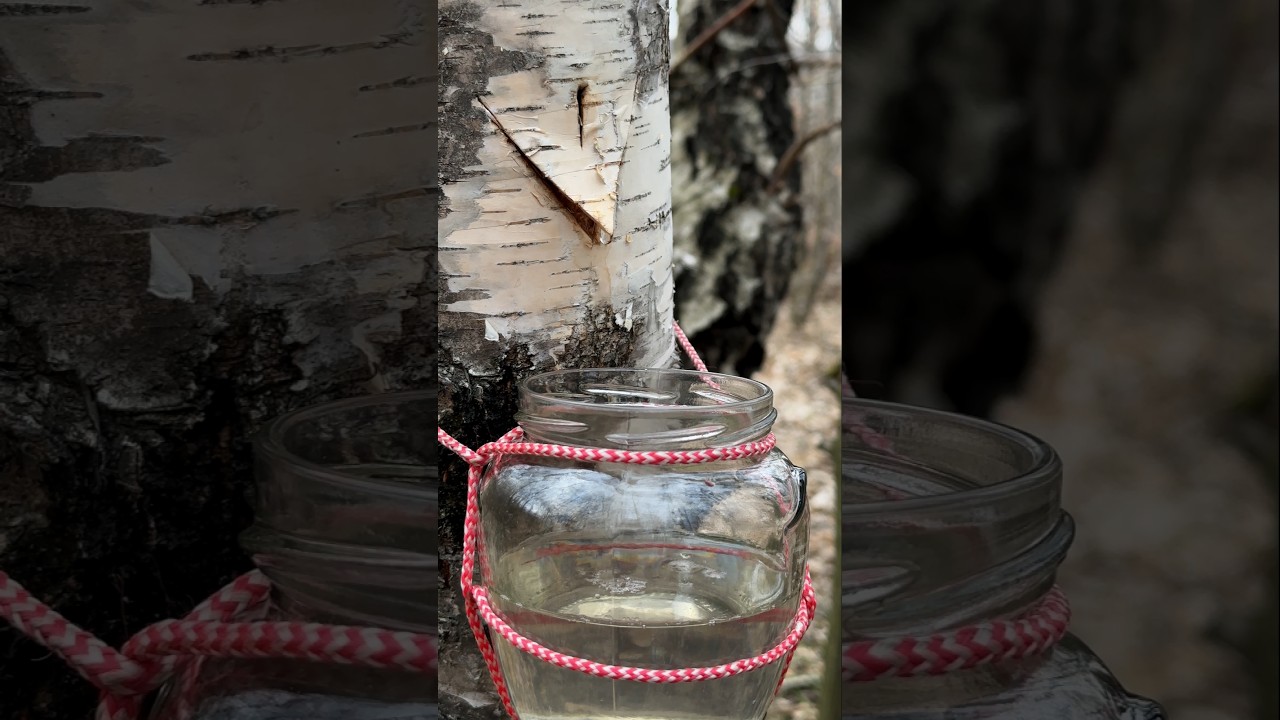 Survive the Wild: Tap Birch Trees for Fresh Water  #survival #campping #lifehacks