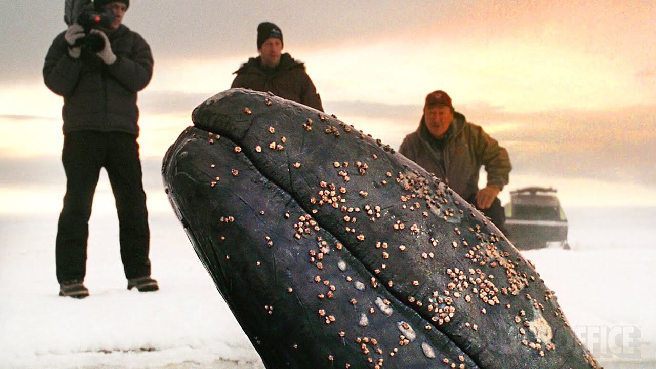 Seeing the whales | Big Miracle | CLIP