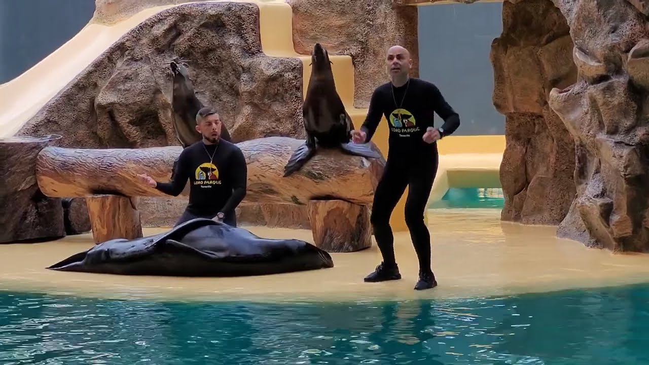 Sea Lion Show , LORO PARQUE TENERIFE  (4k)
