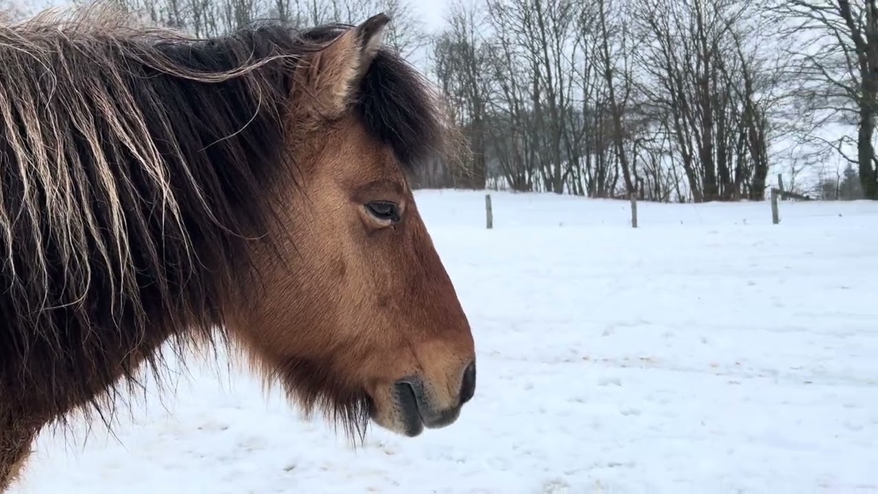 18. Marlies cleaning Terra Uno while Kiakur & Thor are playing #VillaMirza #horses