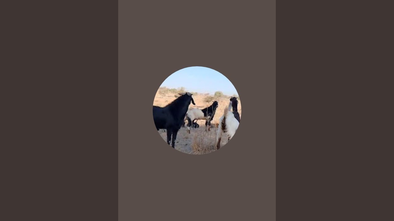 Wildlife Tv  is live! الماعز والأغنام والأبقار والحمير والإبل ترعى في الصحراء.