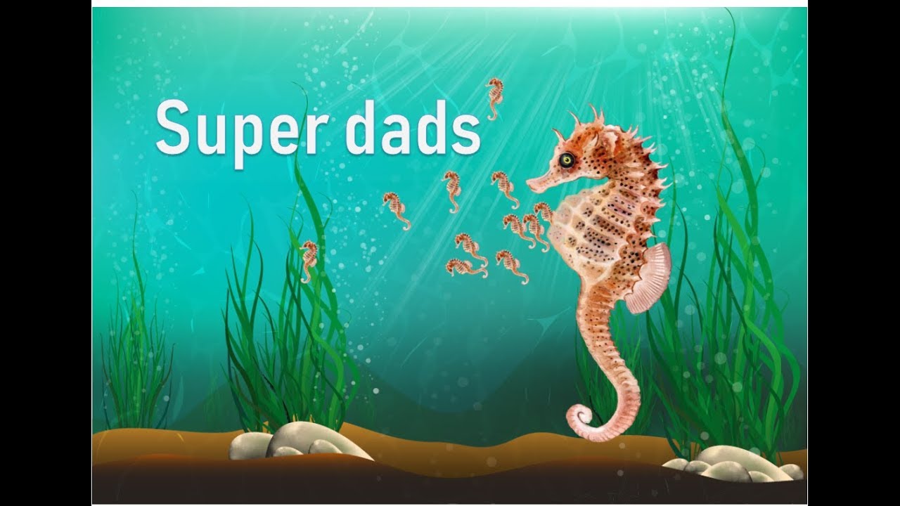 Seahorses are the super dads | Prof TRACEY ROGERS