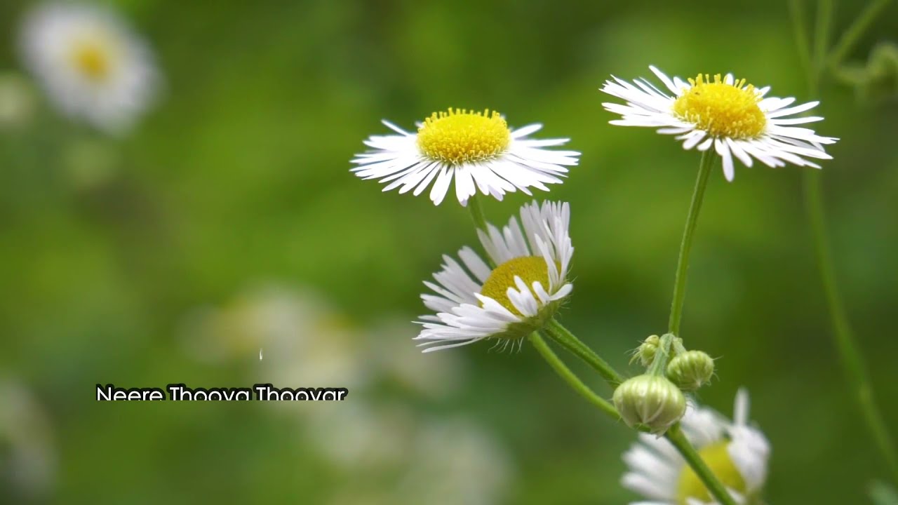 #7 | Paamalai | Thooya ,Thooya,Thooya | தூய, தூய, தூயா | Hymnal............