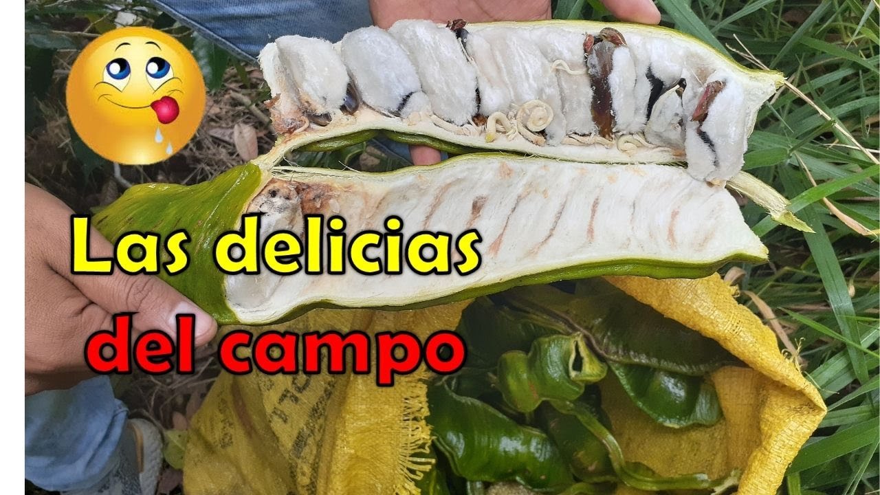 🤤Propiedades y Beneficios de la Guama//La fruta de la guaba