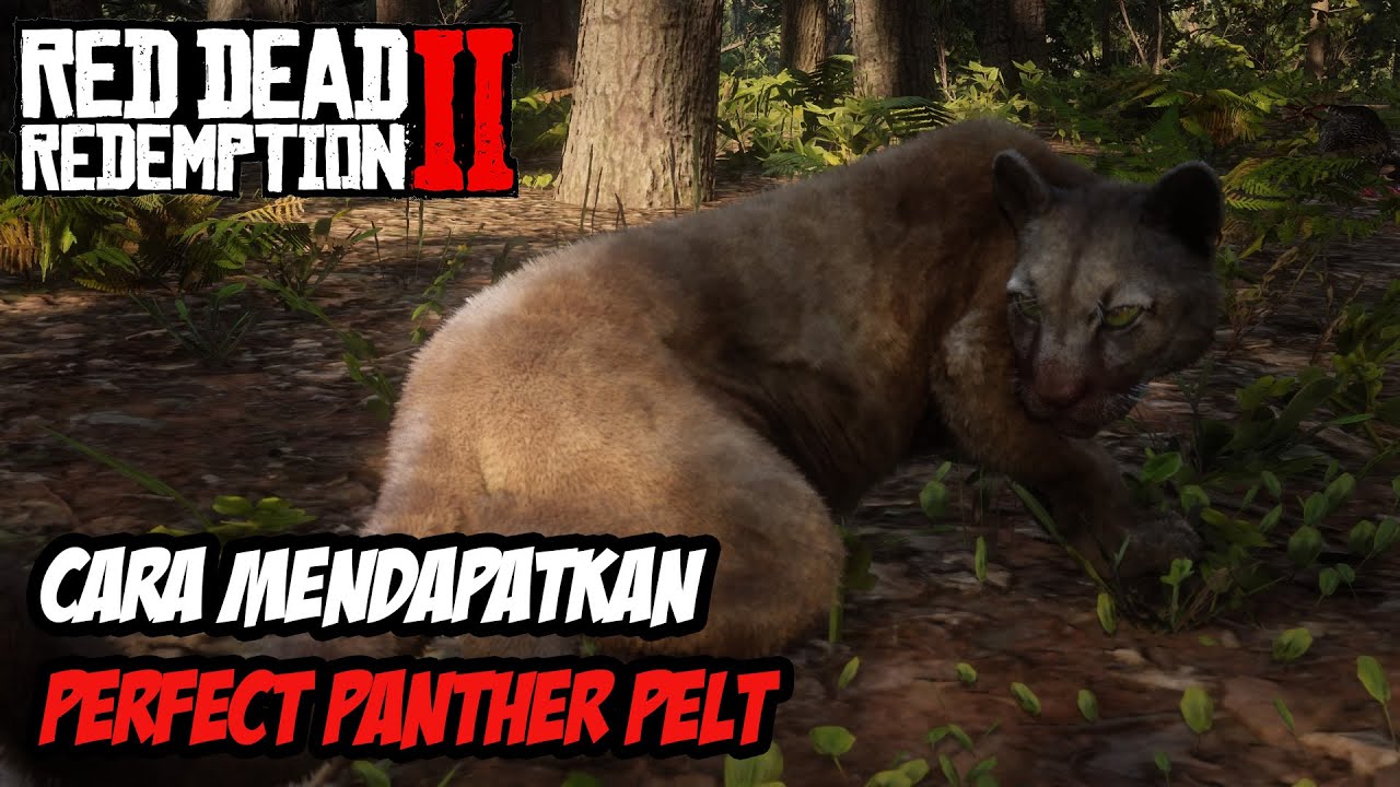RDR2 | TIPS RDR2 | MENDAPATKAN PERFECT PANTHER PELT