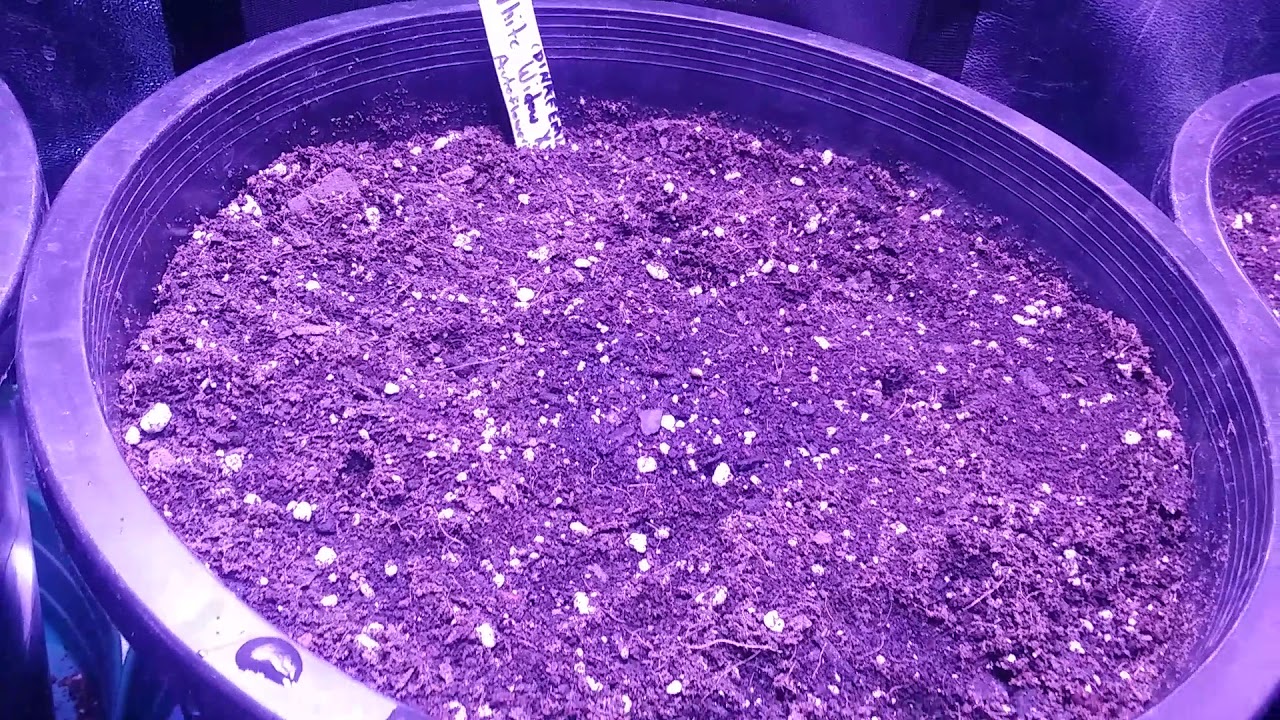 Planted 6 new seeds! See description! 😁