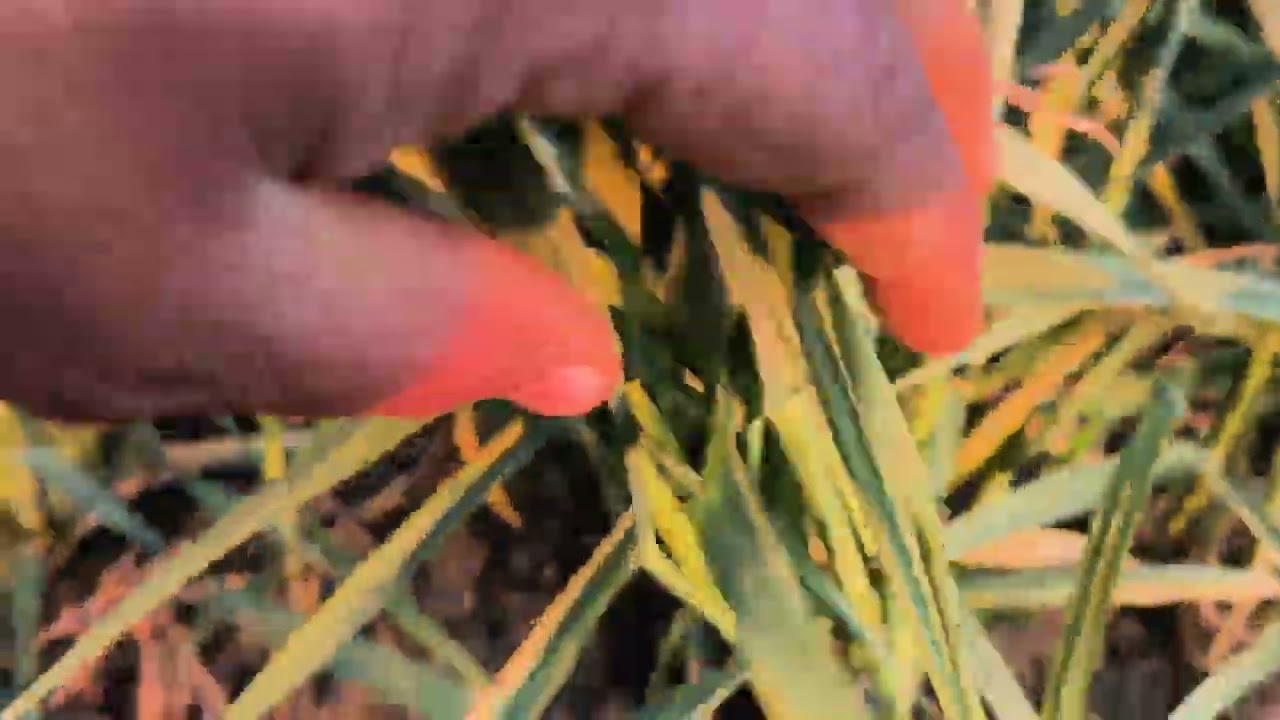 પ્રોમિસ ઘઉં 