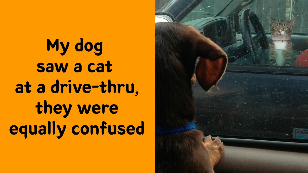 50 Hilarious Animal Moments That Steal Your Heart