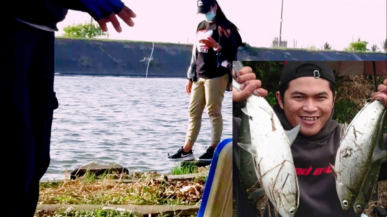 umpan mancing ikan bandeng (ikan bandeng liar, tambak, sungai dan muara)