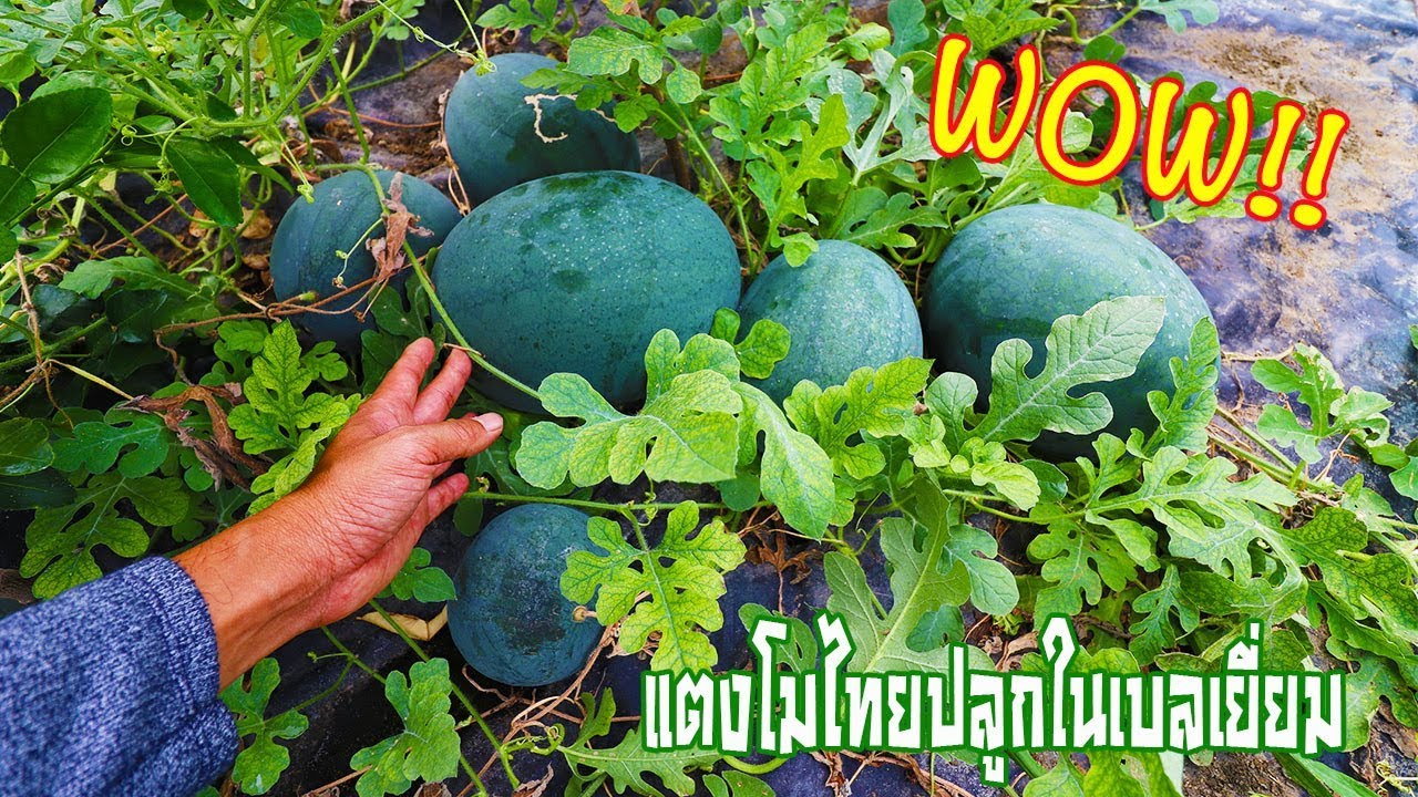 เซอร์ไพรส์แตงโมไทยลูกใหญ่ปลูกได้ในเบลเยี่ยมไร่รุ่งอัพเดทไร่มะกรูดมานาวเบลเยี่ยม