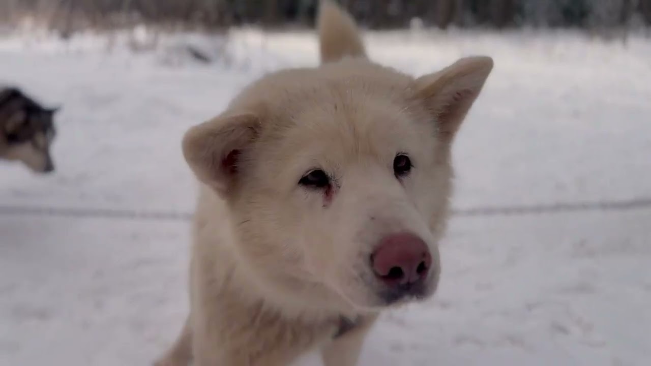 Husky Dog Sledding tour from Riga HD