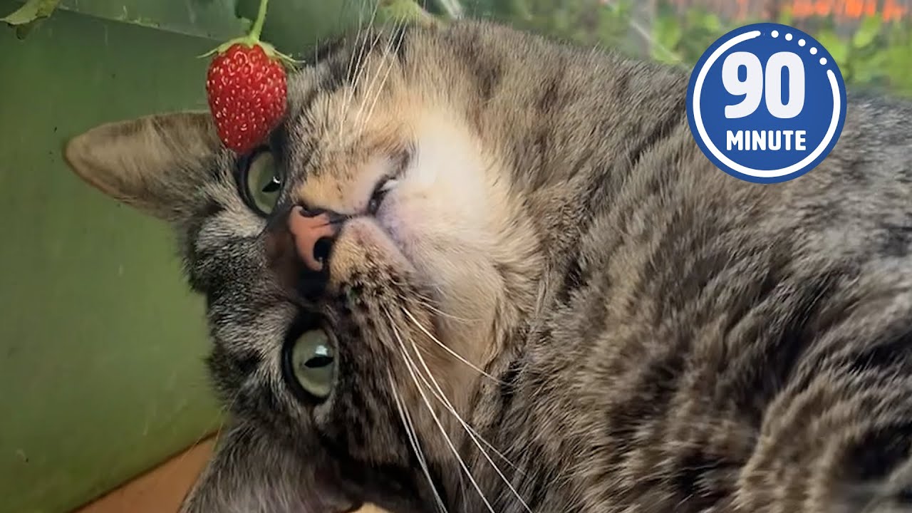BEST PET VIDEOS 🤣 | 90 Minutes of the Funniest Shorts