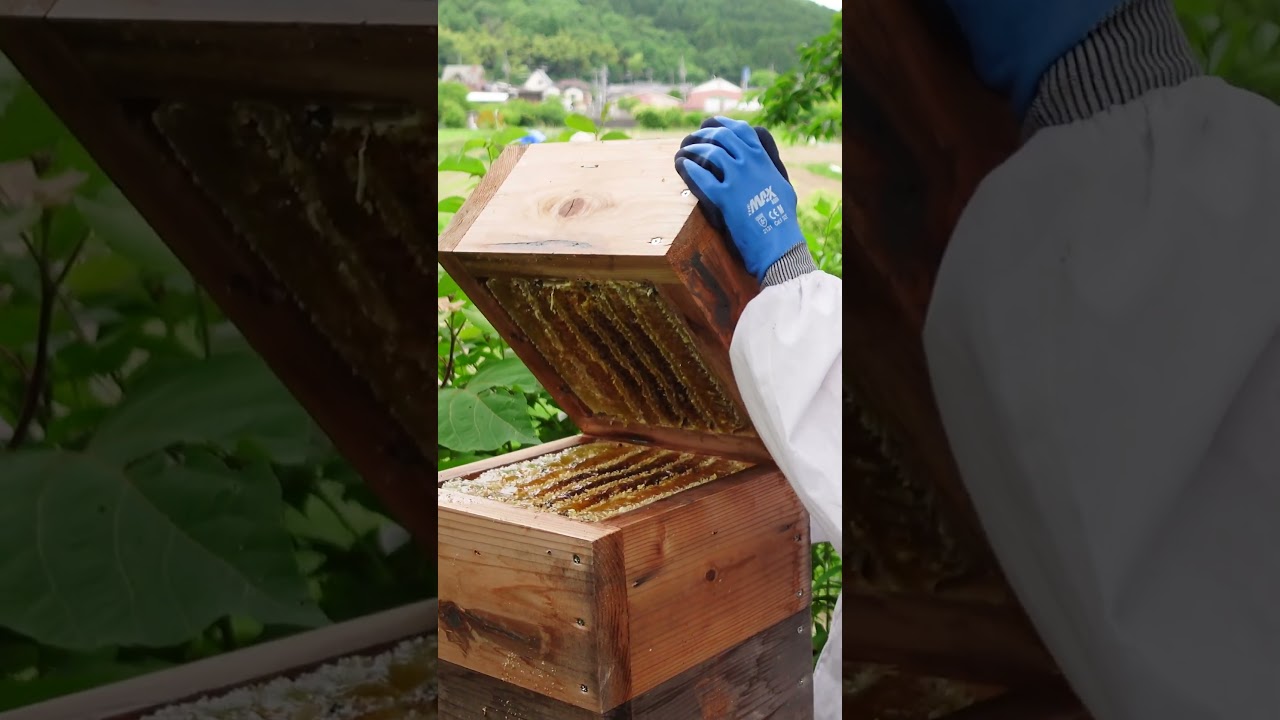Harvesting 10kg of Honey from Japanese Honeybees in a Pile Box Hive