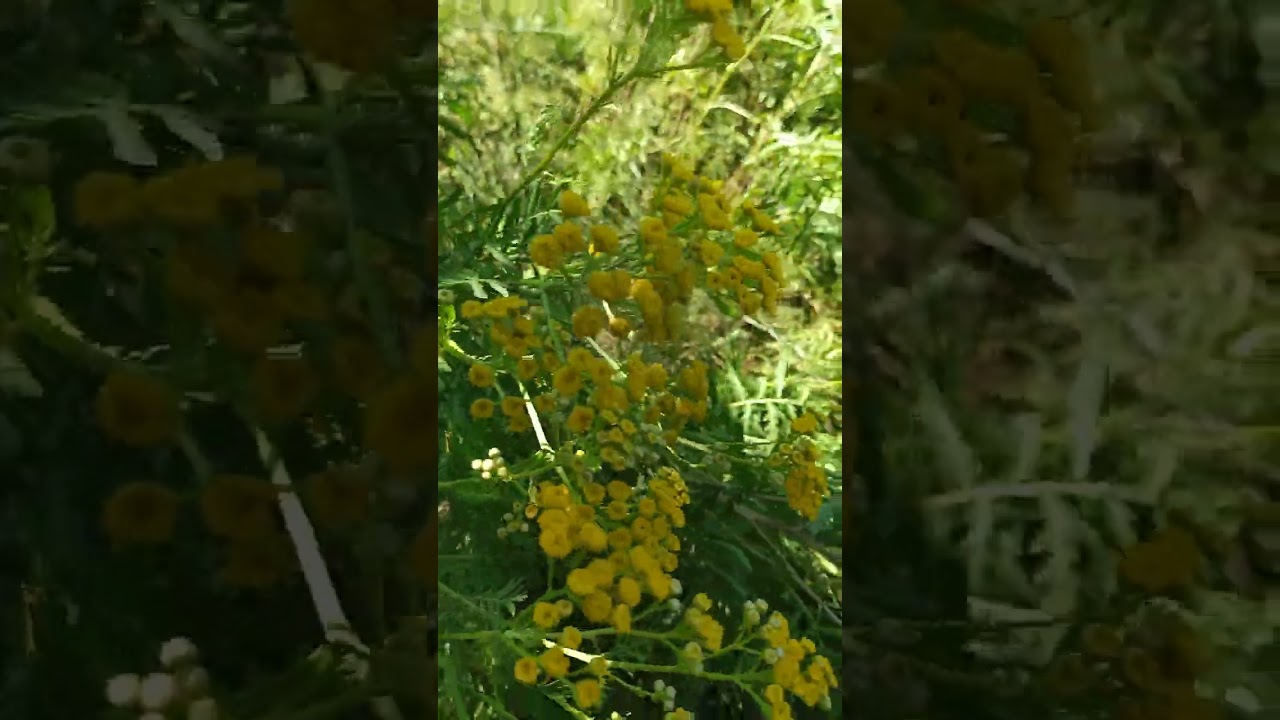 Usi e propriet&agrave; del Tanaceto (Tanacetum vulgare)