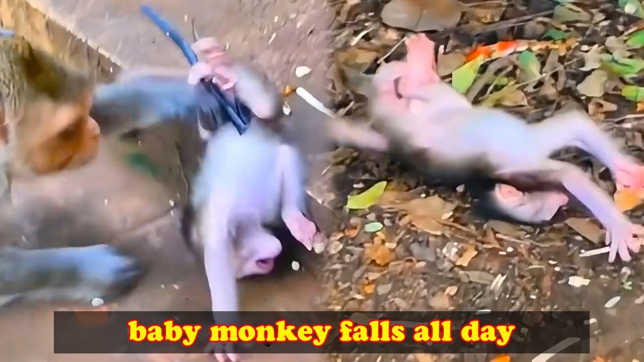 The little monkey loved to wander around and fell down every day.