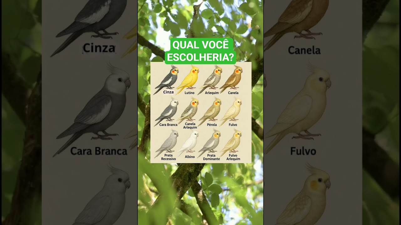 PRINCIPAIS MUTA&Ccedil;&Otilde;ES DE CALOPSITA #calopsita #calopsitas #calopsitalove #cockatiels #calopsitas_mansa