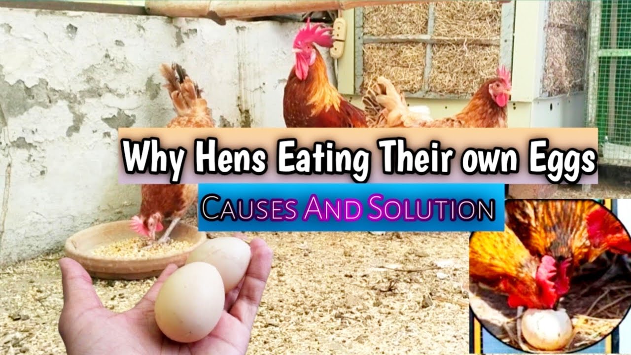 Murgiya Apne eggs Kyu Khati Hain 🐔 