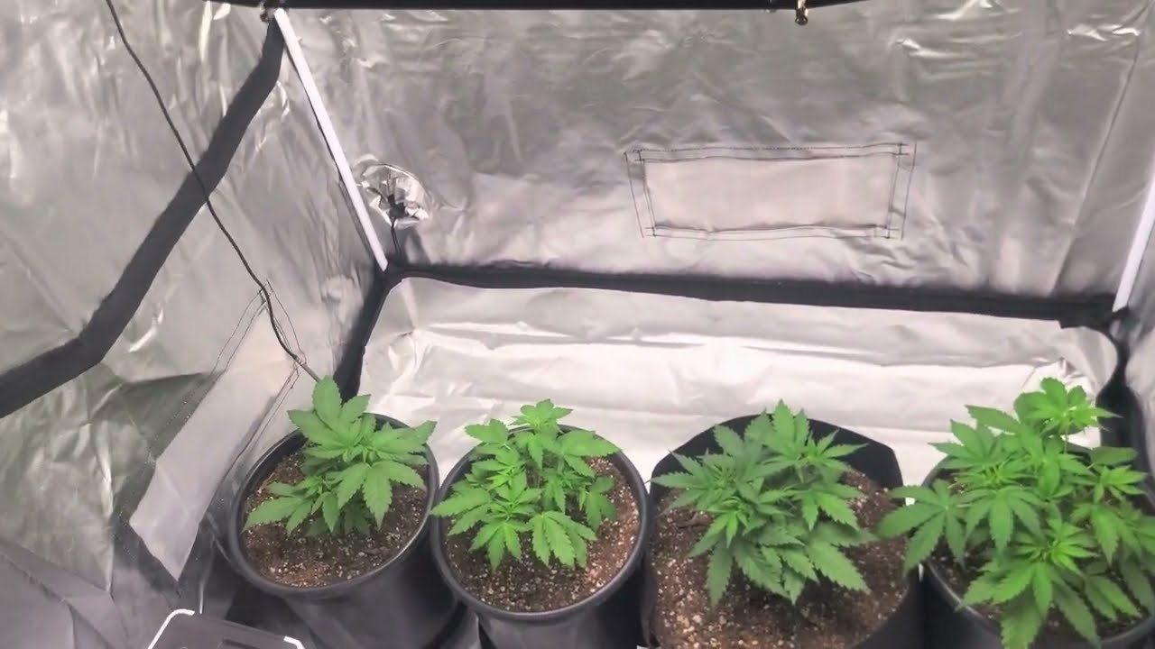 autoflower run day 20 and day 25