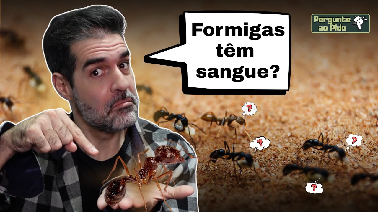 FORMIGAS têm SANGUE? #PergunteaoPido 6