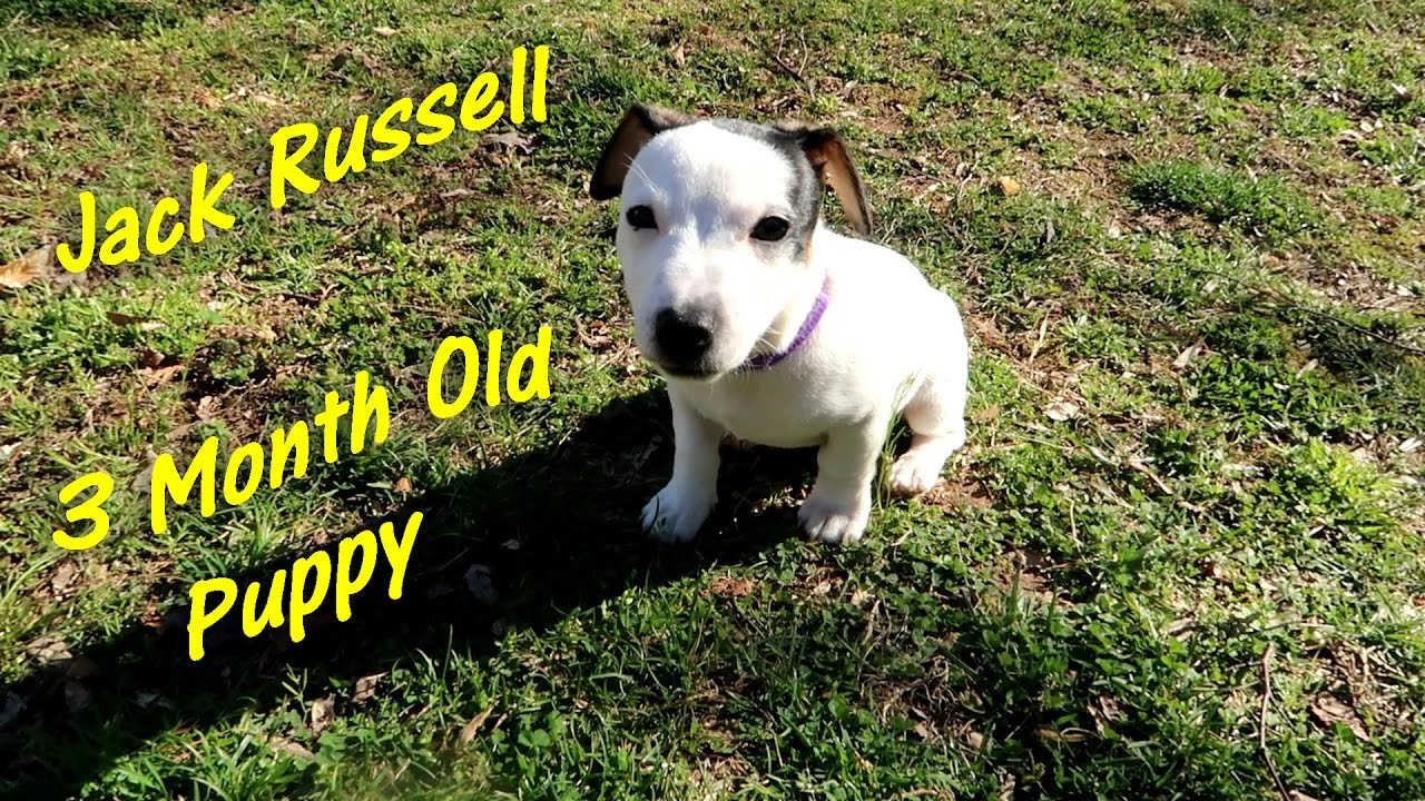 😍 3 MONTH OLD JACK RUSSELL PUPPY 🐶 Korra JACK WRESTLER 👈