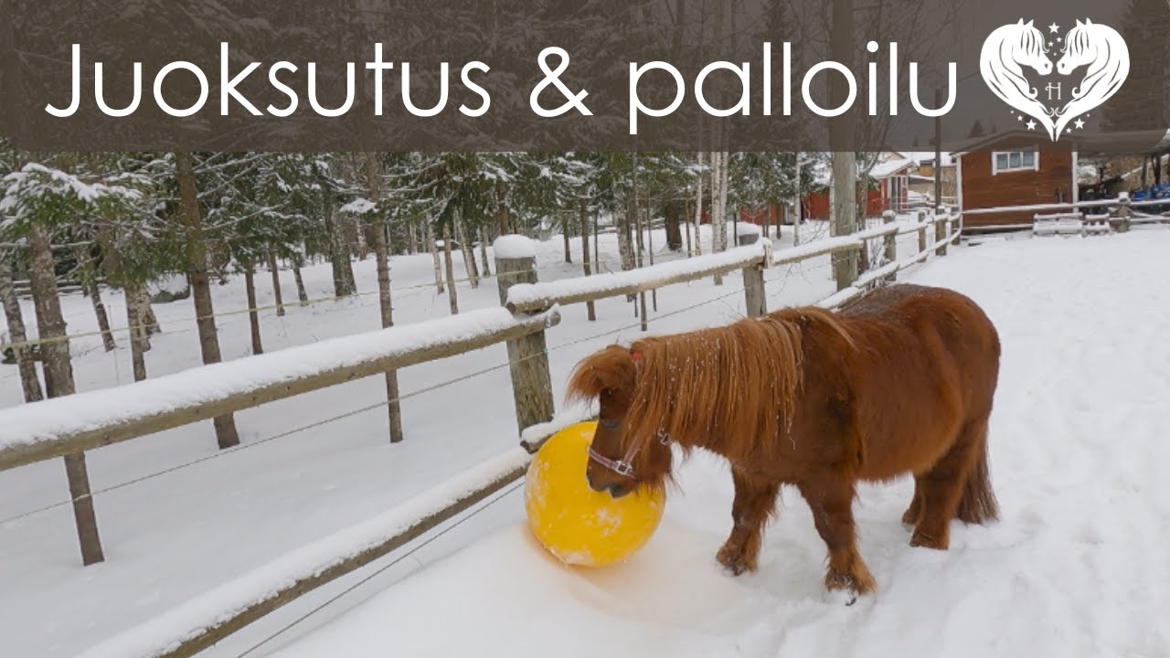 Pyryn juoksutus ja palloleikki