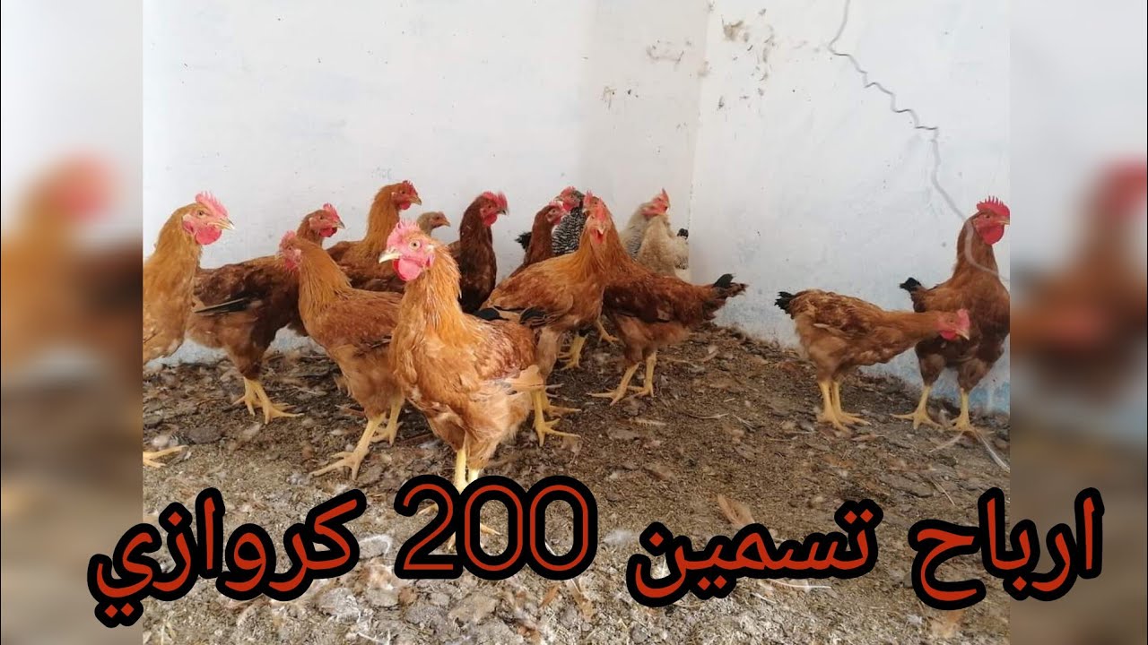 شوفو شحال ممكن تربح من تسمين 200 كتكوت كروازي