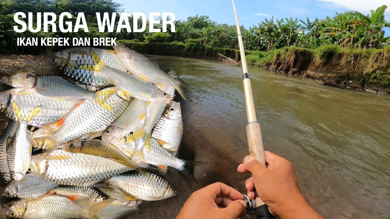 TITIK SPOT SEPERTI INI LAH PASTI BANYAK IKAN NYA‼️MANCING AUTO PANEN WADER