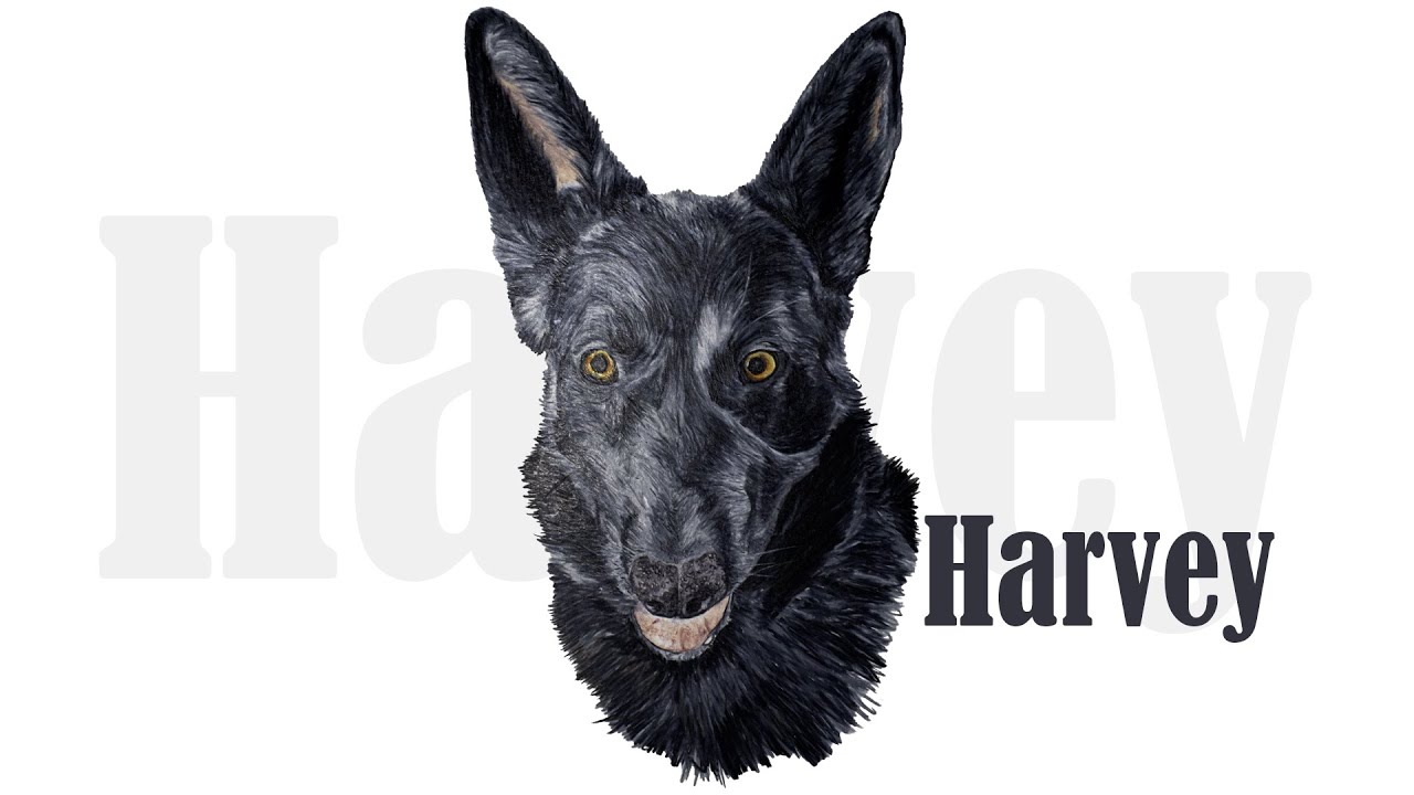 Harvey pet portrait time-lapse 2024