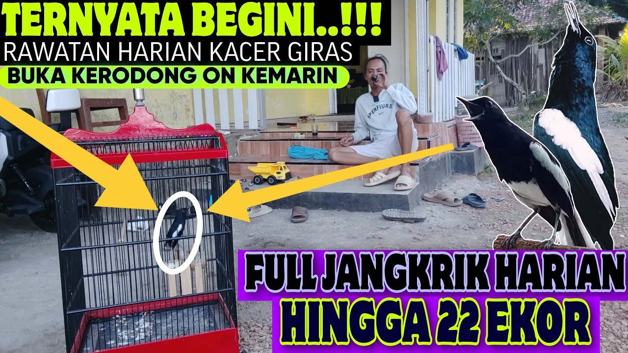 BEGINI RAWATAN KACER GIRAS YANG KEMARIN, KACER BUKA KERODONG LANGSUNG ON BUKA EKOR
