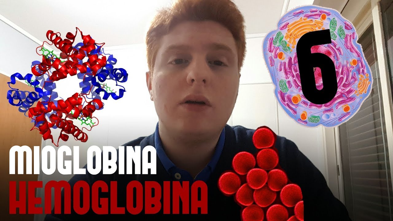 HEMOGLOBINA Y MIOGLOBINA | MORTASH