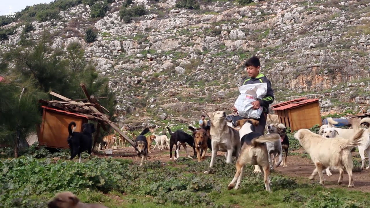 Mashala Shelter: Feeding 350 dogs despite Lebanon's economic crisis