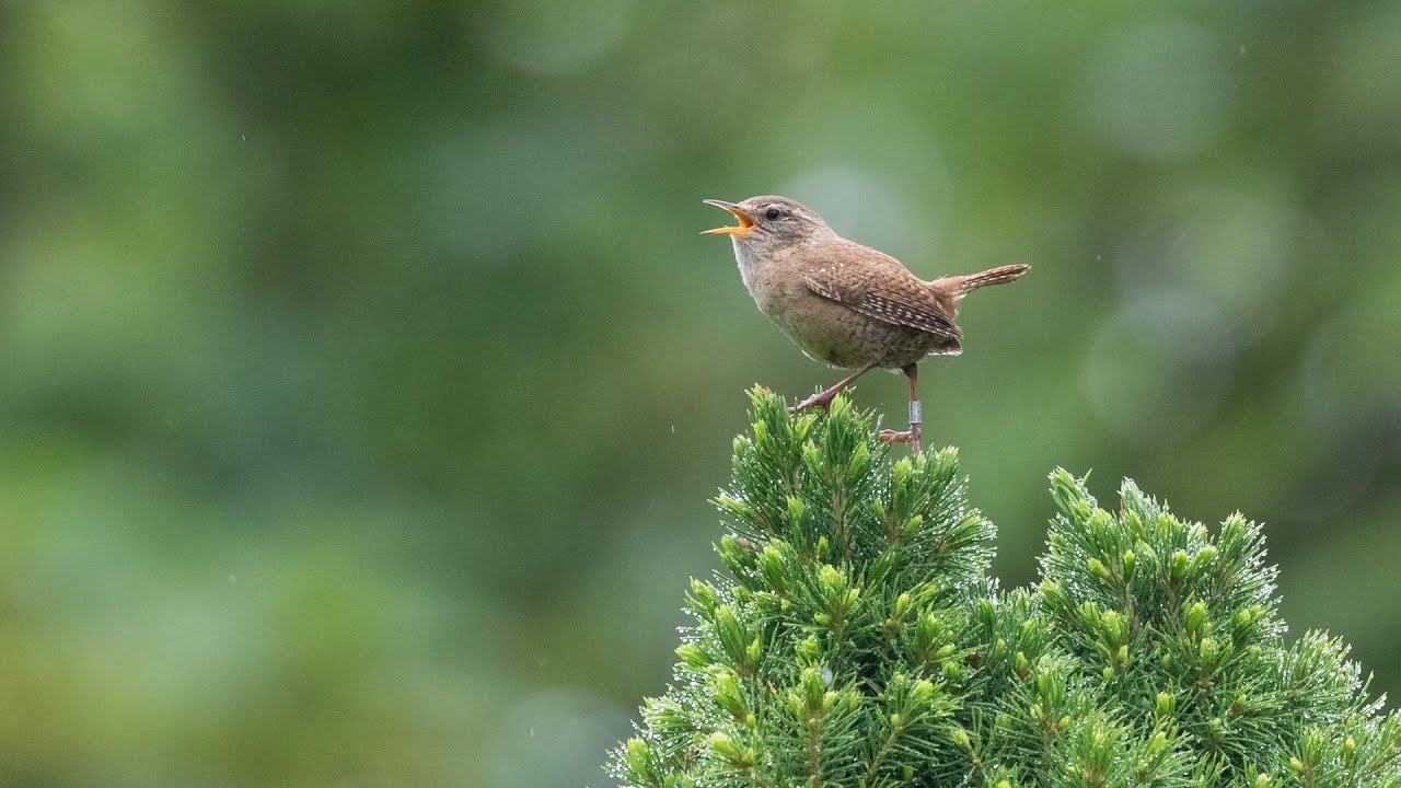 Birdsong ID: the Wren / Dryw