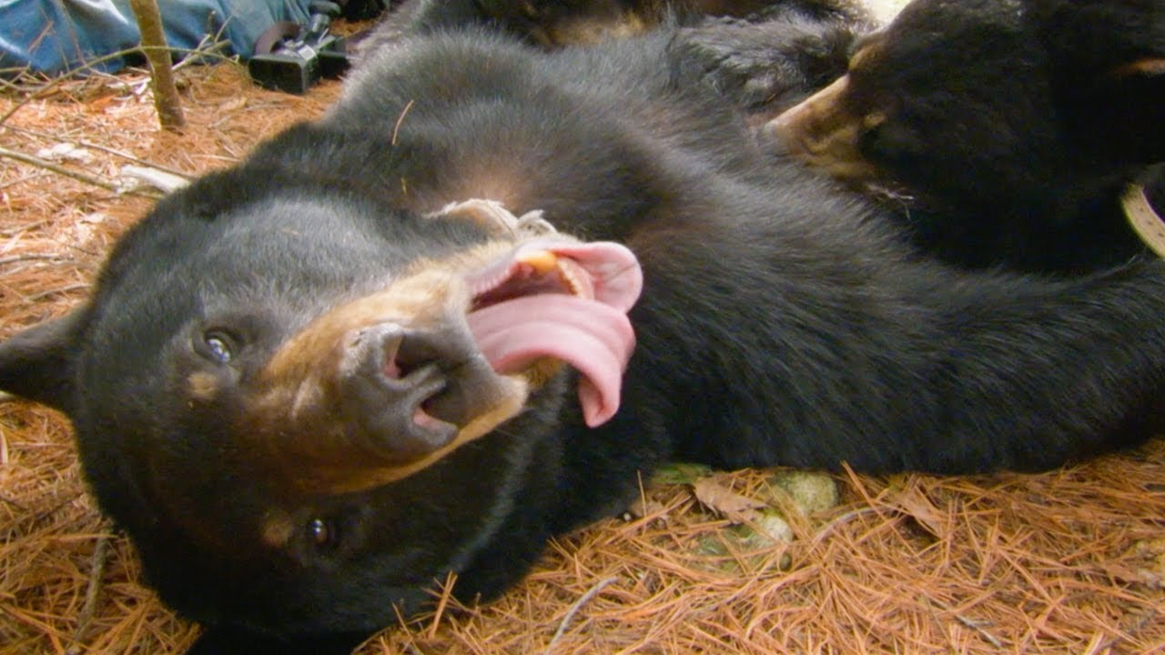 Cute Black Bear Cubs PURRING While Feeding | BBC Earth