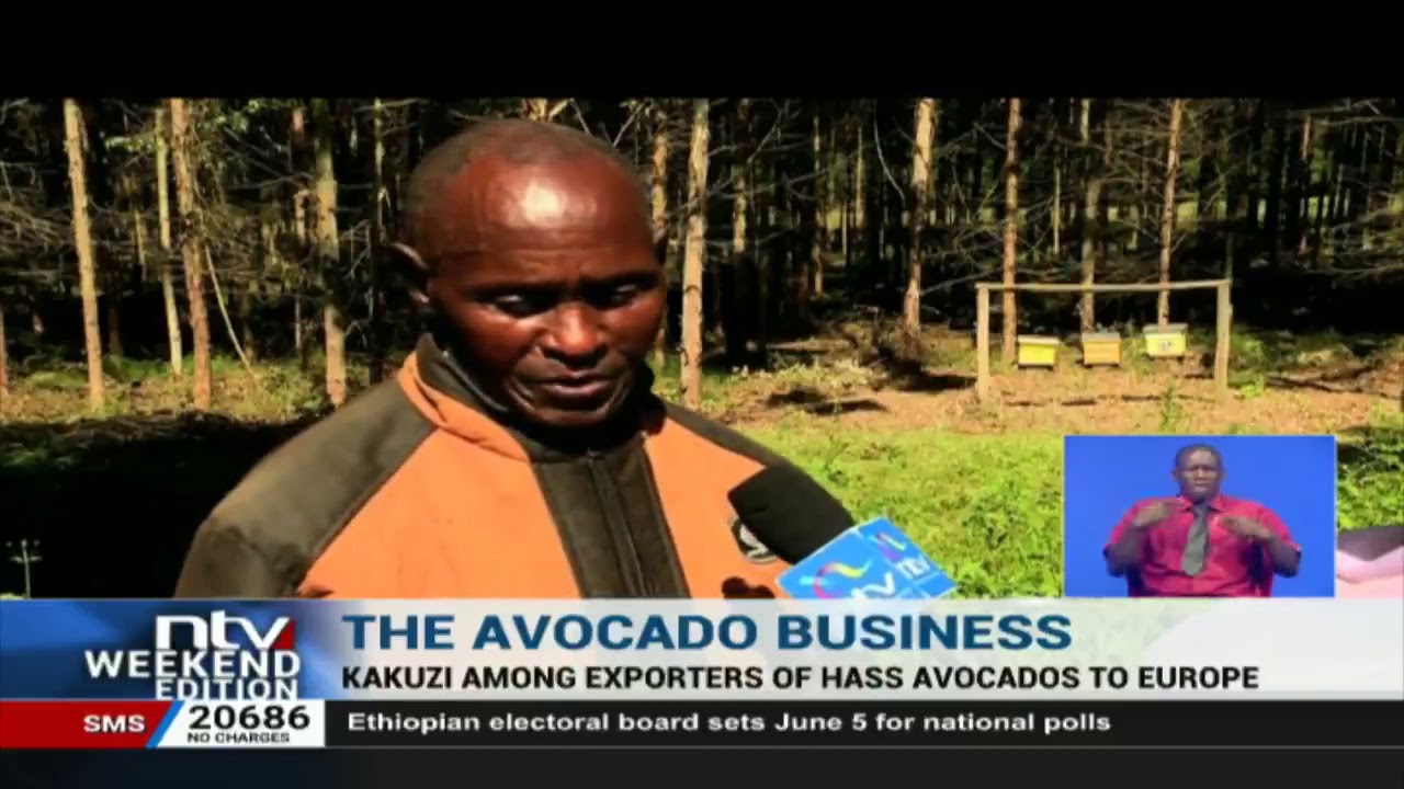 The journey of the Avocado from farm to export