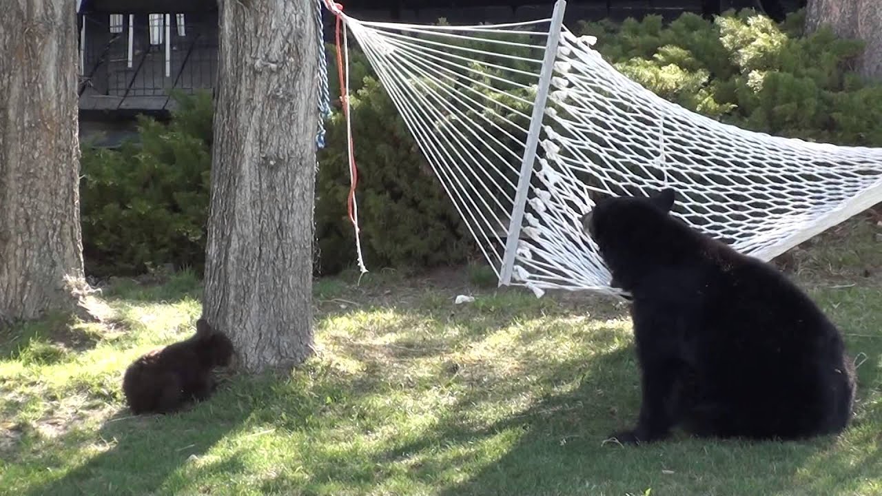 Baby Bears on Hammock