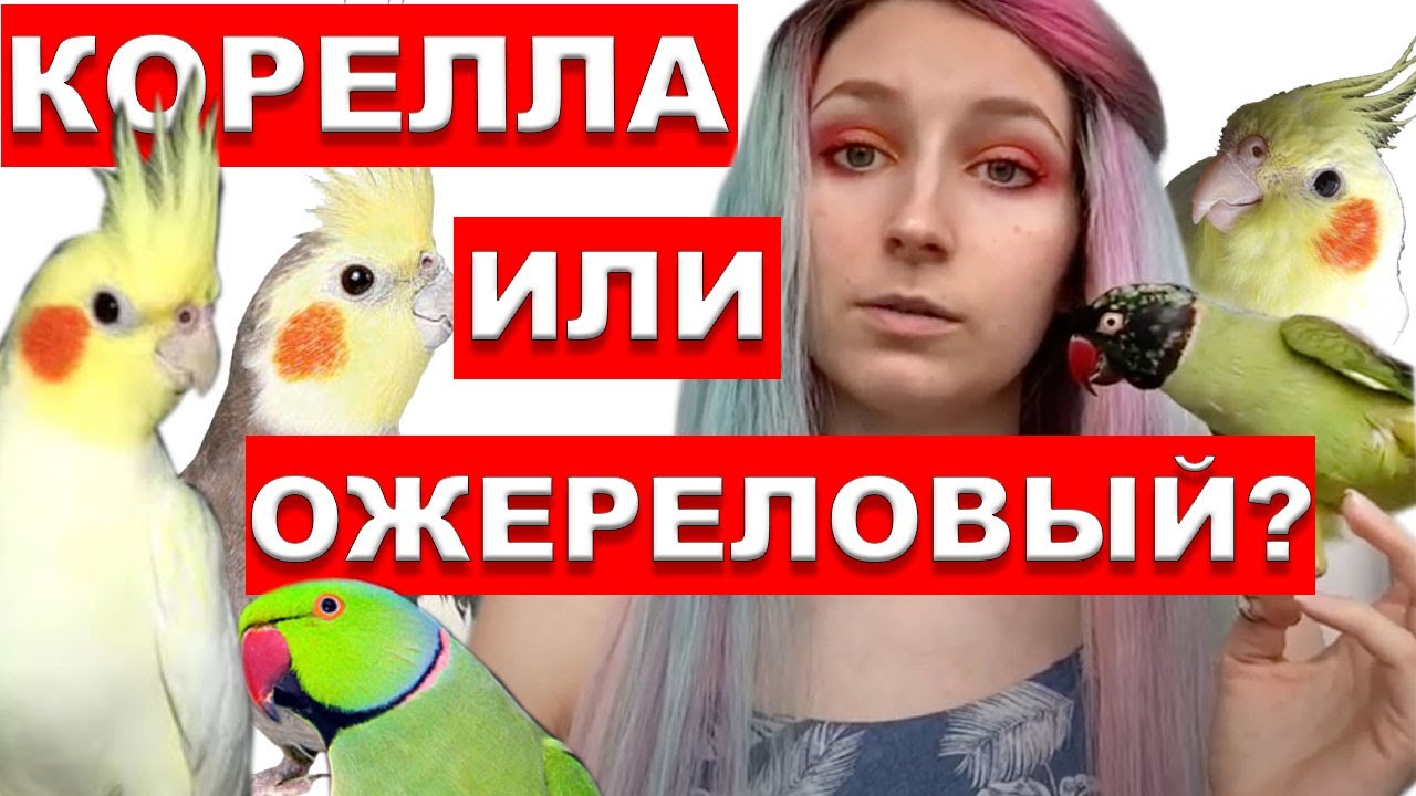 КОРЕЛЛА ИЛИ ОЖЕРЕЛОВЫЙ КТО ЛУЧШЕ? КАКОГО ПОПУГАЯ ЗАВЕСТИ ДОМОЙ?
