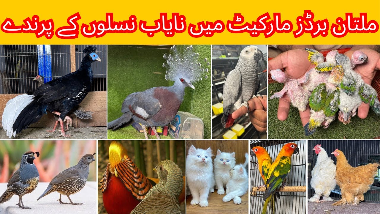 Multan Birds Market Rashadabad Birds Home Latest Update All Fancy and Imported Birds Available Here
