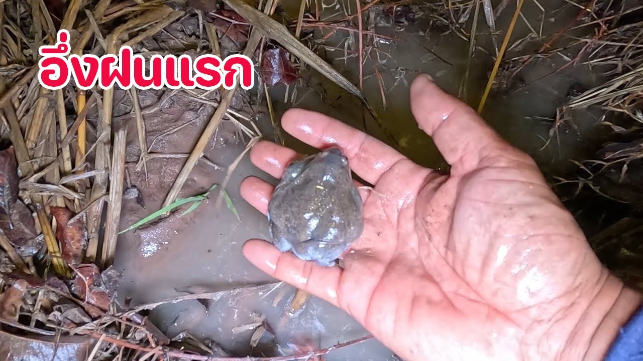 จับอึ่งฝนแรก ปี 68 ฝนมาแต่ต้นปี อึ่งร้องระงม