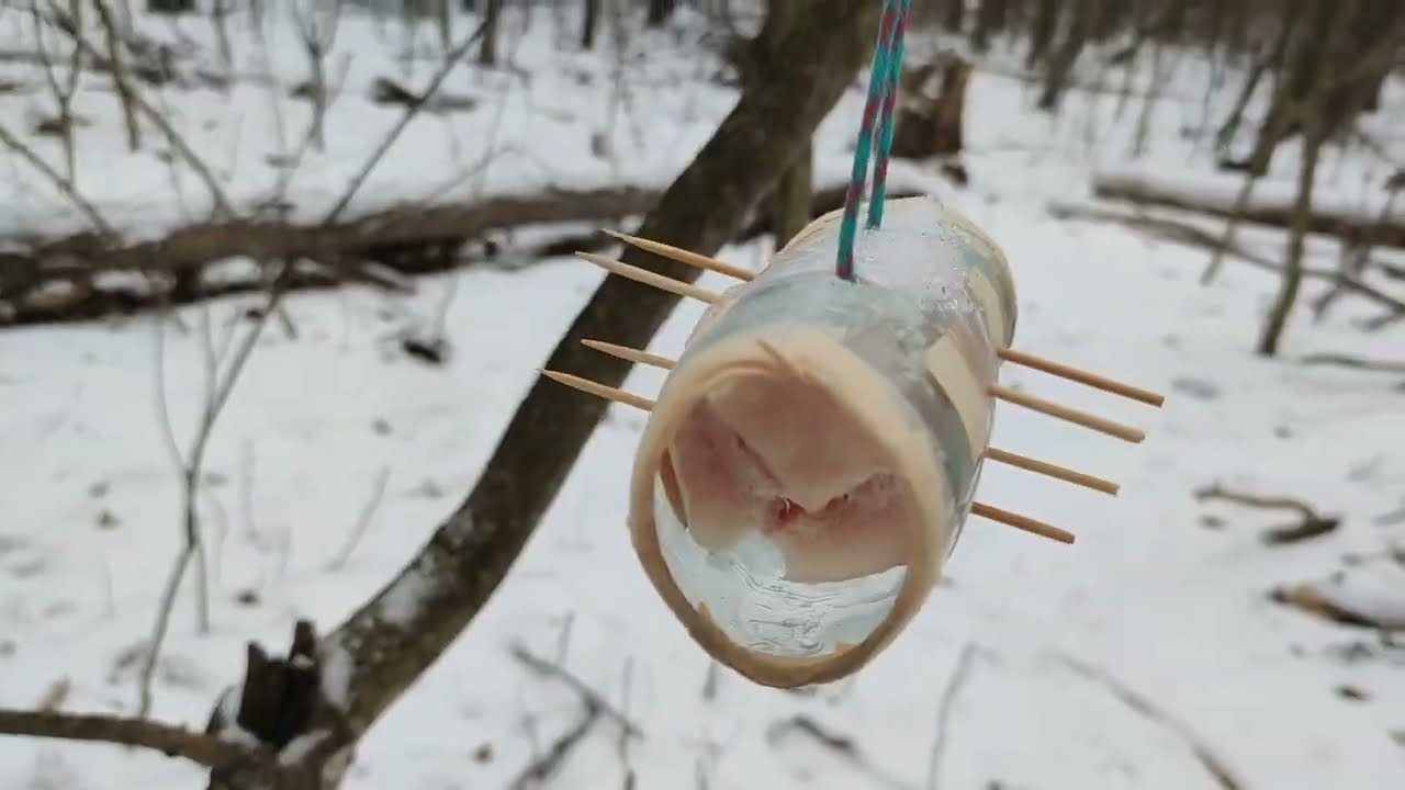 Наши кормушки #5. Успешно защитили сало от соек и сорок