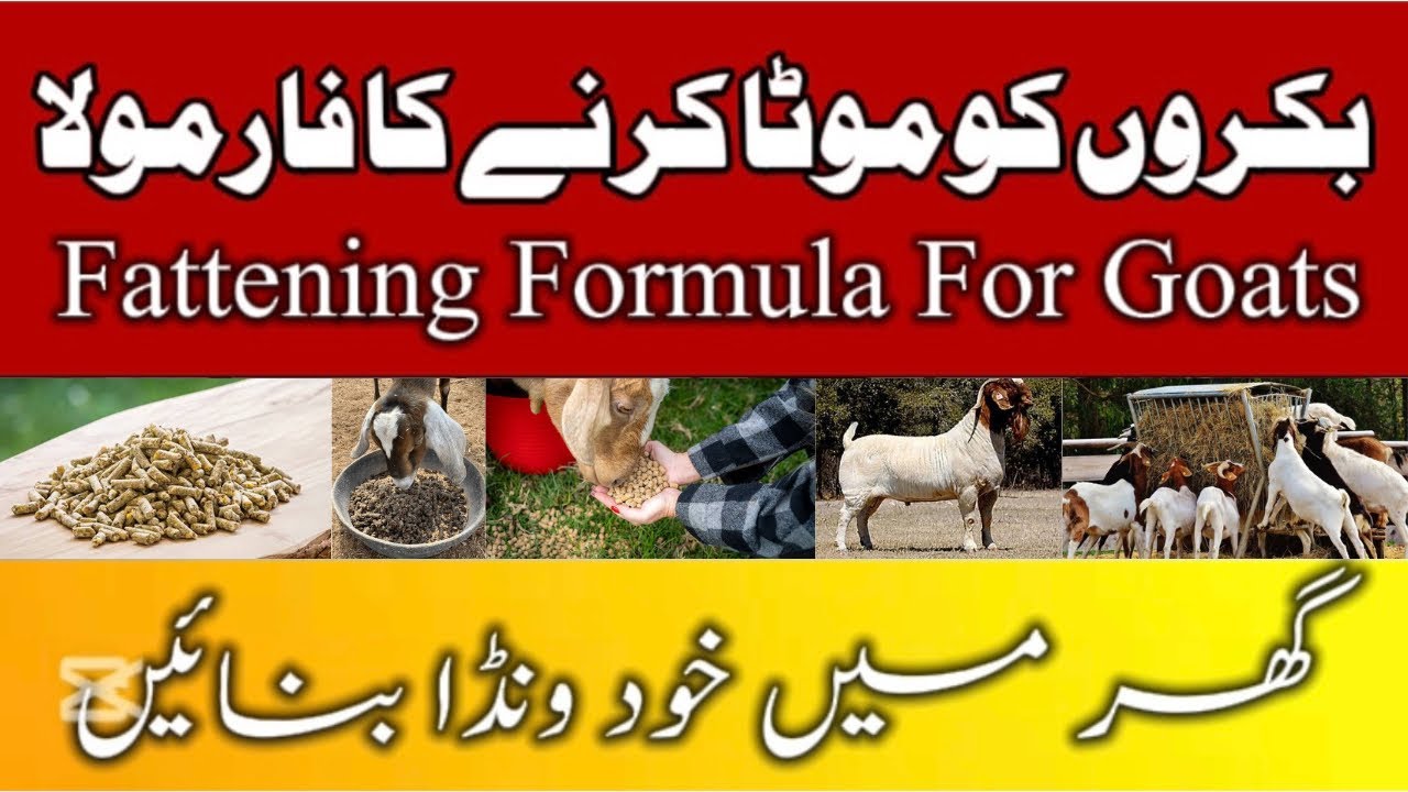 Fattening Formula For Goats || Goat Farming Tips | Goat Farming in Pakistan | Dr Noman Ali