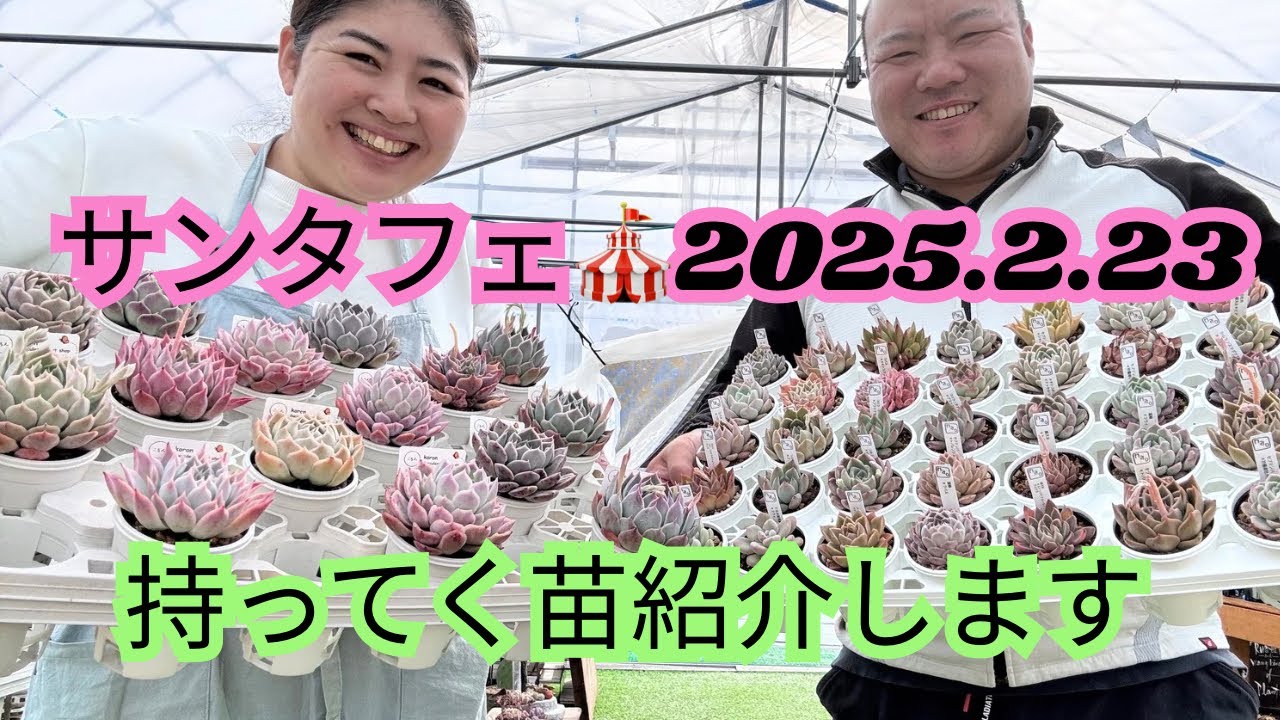 #90【多肉植物】【イベント】【サンタフェ】グリーンサンタさん周年祭、苗紹介します👏👏👏👏