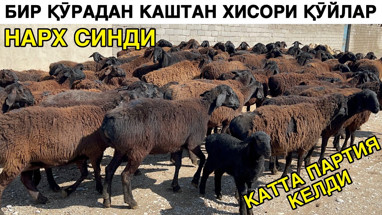 БИР ҚӮРАДАН БУҒОЗ ҚӮЙЛАР ☎️+998771066447 ☎️700308826 ☎️950949996