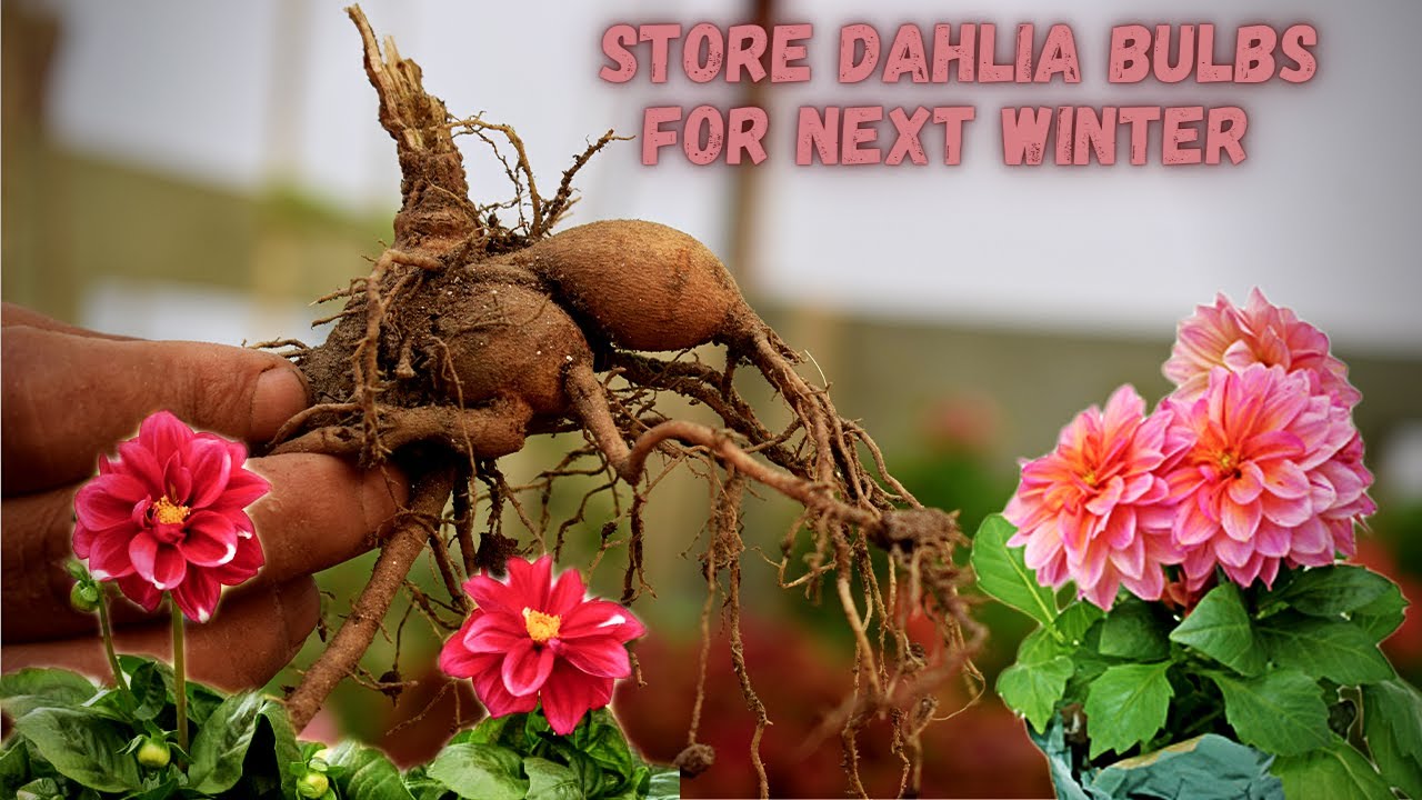 How To Save and Store Dahlia Bulbs for Next Winter I Pabitra Garden
