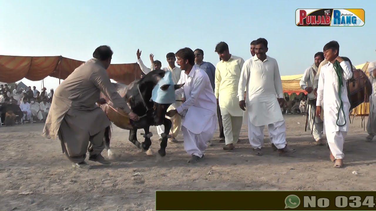 Mehnga ll Ghulam e Mustafa ll Horse Dance ll Mela Pakrah Sultan jhng 2021