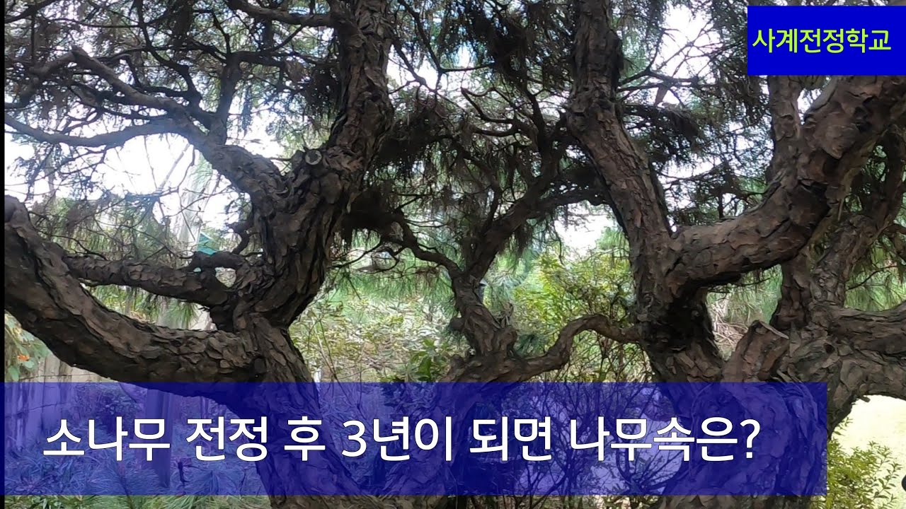 소나무 전정 후 만 3년이 되면 나무속은?  #267사계전정학교 작업 25  09 10
