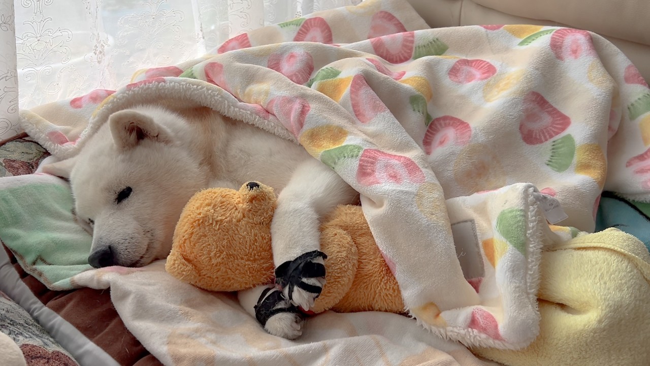 パパがハゲて帰って来たのを見てショックを隠し切れない柴犬と変わらず大好きを伝えてくれるサモエド