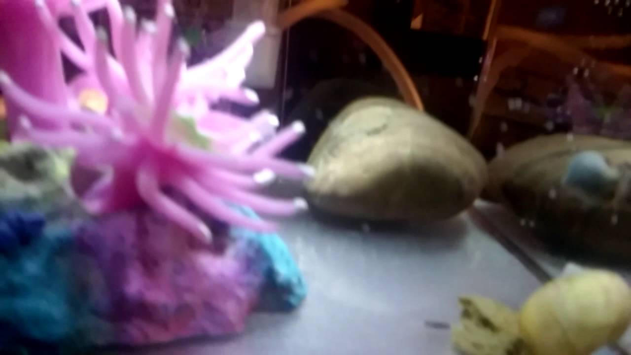 My new pet snails 😁