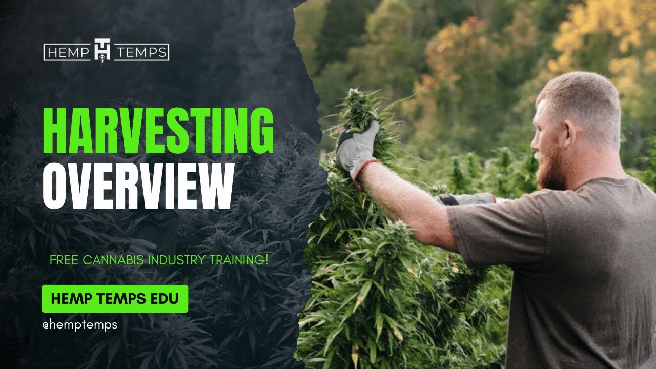 Harvesting Overview | Hemp Temps University | Free Cannabis Industry Training