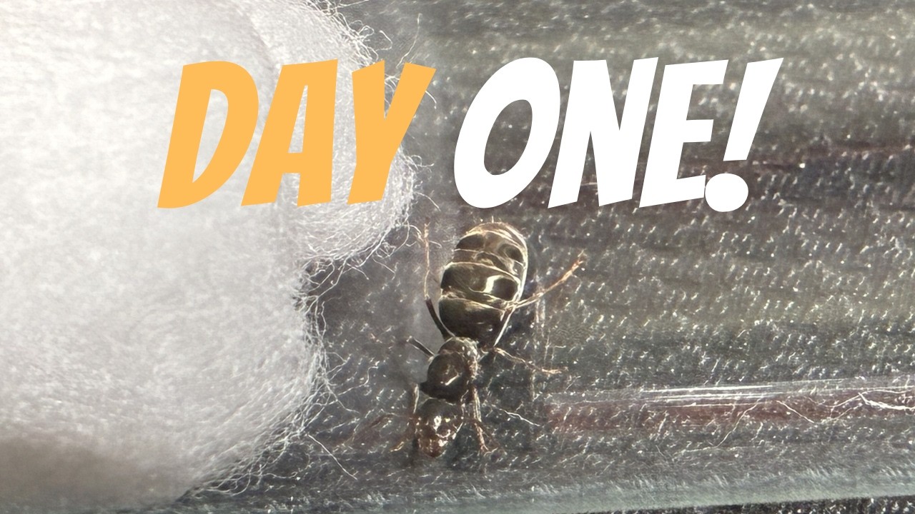 Выращивание муравьиной колонии с первого дня | Эпизод 1